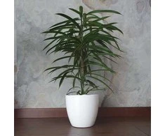Ficus binnendiijkii Alii