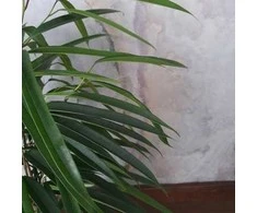 Ficus binnendiijkii Alii