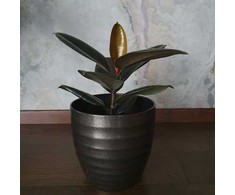 Ficus elastica Abidjan
