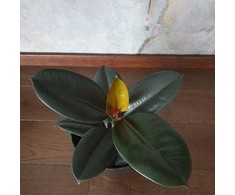 Ficus elastica Abidjan