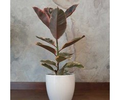 Ficus elastica Belize