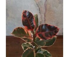 Ficus elastica Belize