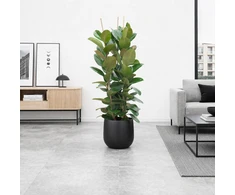 Ficus elastica Robusta, 100 cm