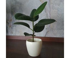 Ficus elastica Robusta