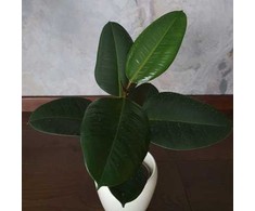 Ficus elastica Robusta