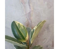 Ficus elastica Tineke