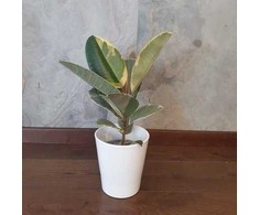 Ficus elastica Tineke