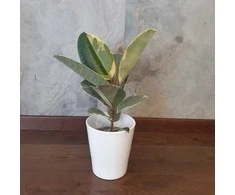 Ficus elastica Tineke