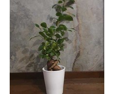 Ficus Ginseng