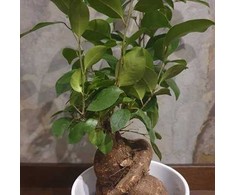 Ficus Ginseng