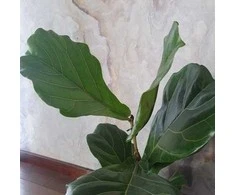 Ficus Lyrata