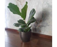Ficus Lyrata