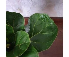 Ficus lyrata Bambino