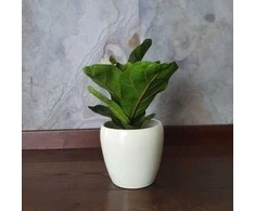 Ficus lyrata Bambino