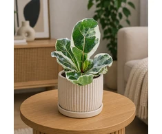 Ficus lyrata Variegata