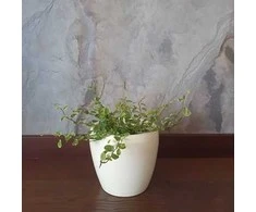 Ficus Pumila Baltas Sunny