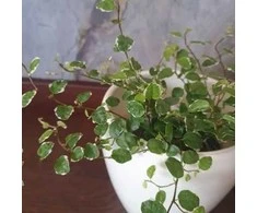 Ficus Pumila Baltas Sunny