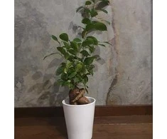 Ficus retusa (F. microcarpa) -BONSAI