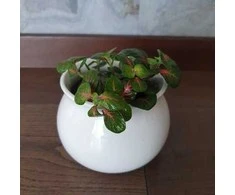 Fittonia Bubble Raudona