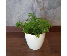 Geranium