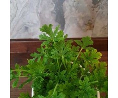 Geranium