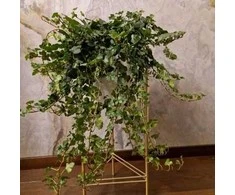 Hedera helix Wonder