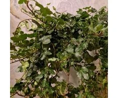 Hedera helix Wonder