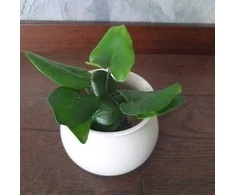 Hemionitis arifolia