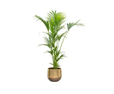 Howea Forsteriana - Kentia palmė, 130 cm.