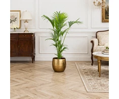 Howea Forsteriana - Kentia palmė, 130 cm.
