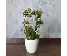 Hoya australis Lisa