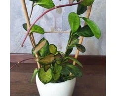 Hoya australis Lisa