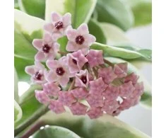 Hoya carnosa Krimson Queen