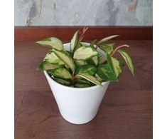 Hoya carnosa Tricolor