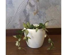 Hoya krohniana Eskimo