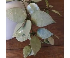 Hoya krohniana Eskimo