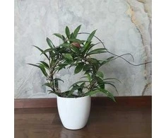 Hoya pubicalyx