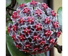 Hoya pubicalyx
