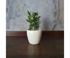 Laurus nobilis