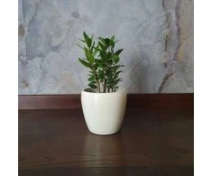 Laurus nobilis ant koto