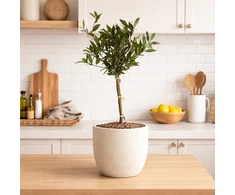 Laurus nobilis ant koto