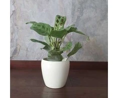 Maranta Kerchoveana Variegata