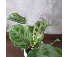 Maranta Kerchoveana Variegata