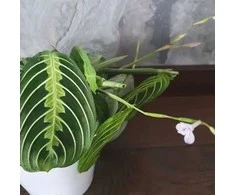 Maranta Lemon Lime