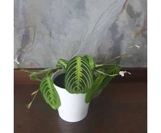 Maranta Lemon Lime