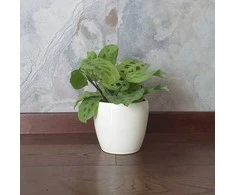 Maranta leuconeura