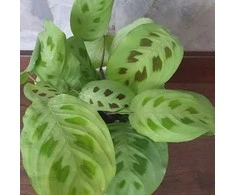 Maranta leuconeura