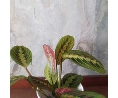 Maranta leuconeura Fascinator Tricolor