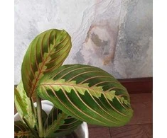 Maranta leuconeura Fascinator Tricolor