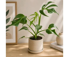 Monstera Burle Marx Flame